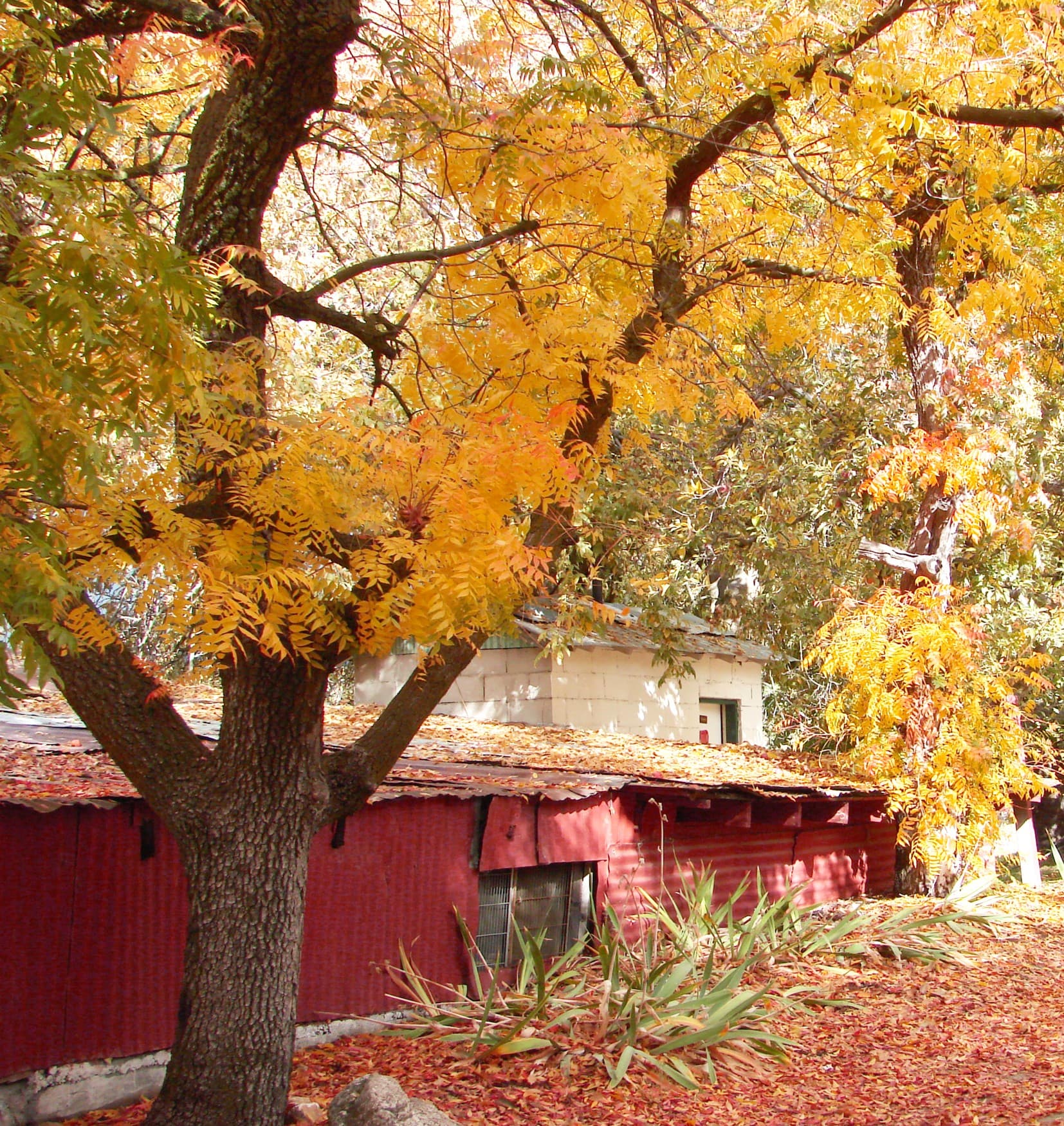 Autumn harvest artwork for a seasonal wooden puzzle