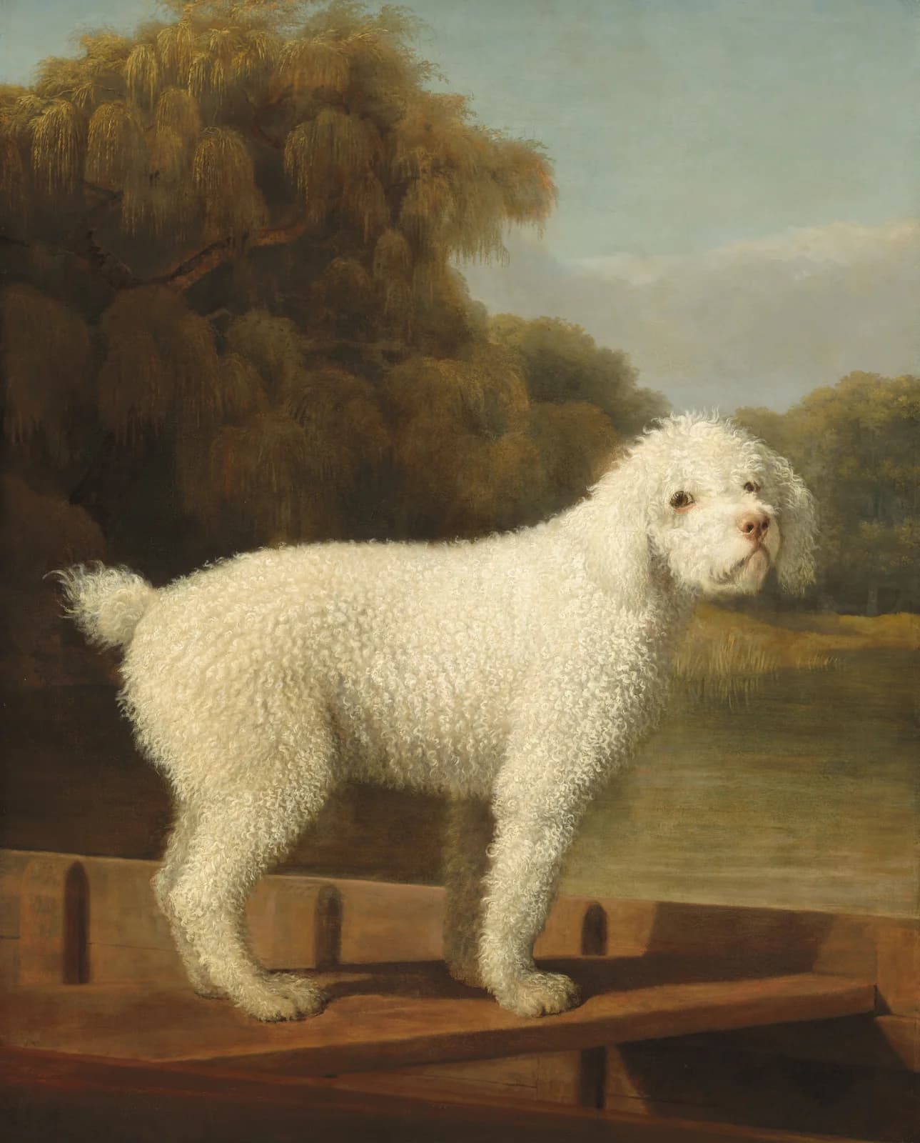 White Poodle in a Punt