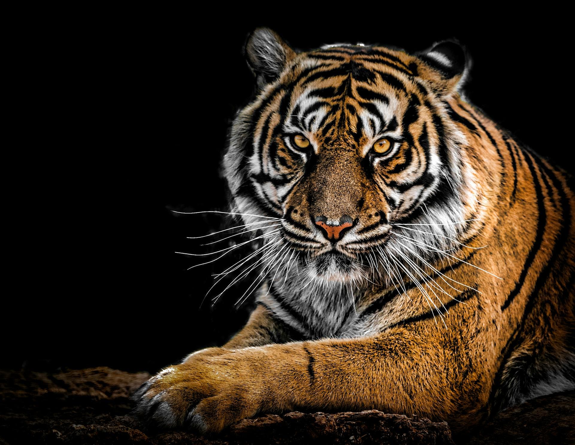 Artist partnership — wildlife photography